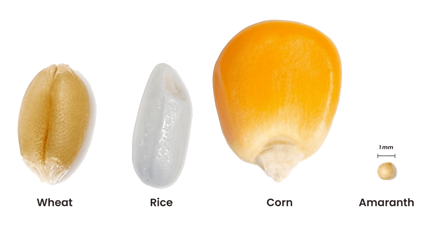 Grain size illustration